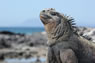 Galapagos Islands Marine Iguana