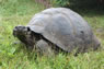 Galapagos Islands Turtles